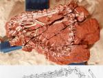 Палеонтологами обнаружен череп крокодила с зубами млекопитающего